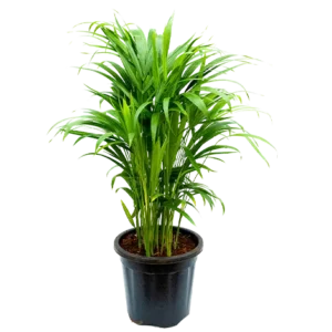 Palm