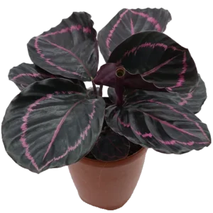 Calathea