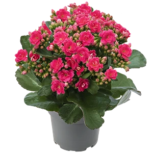 Kalanchoe