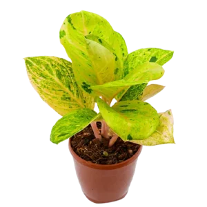 Aglaonema
