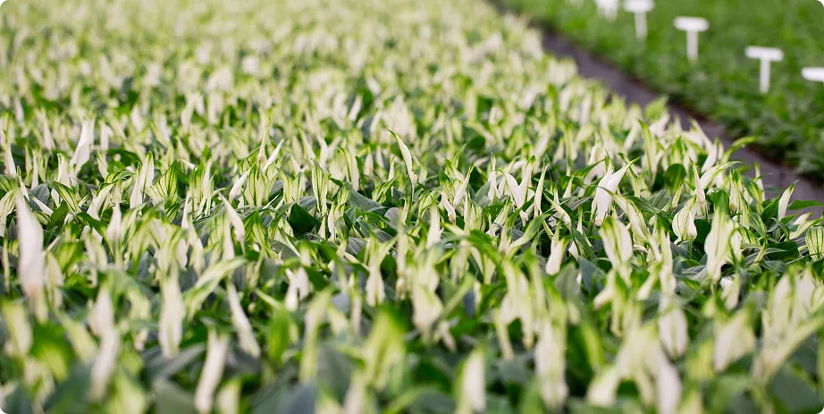 Spathiphyllum - Image 2