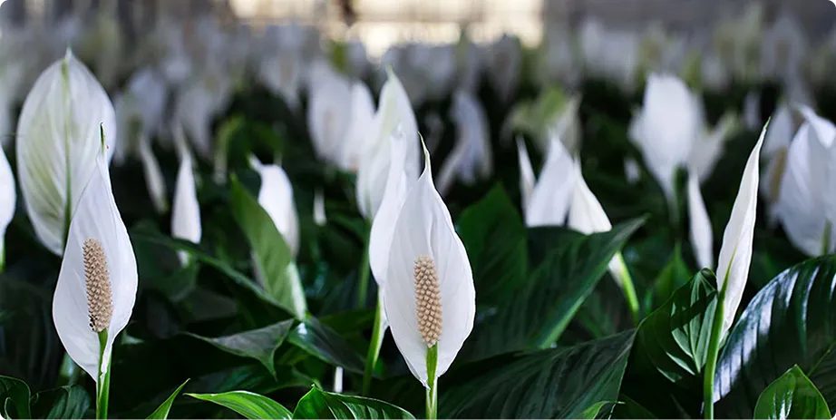 Spathiphyllum - Image 3