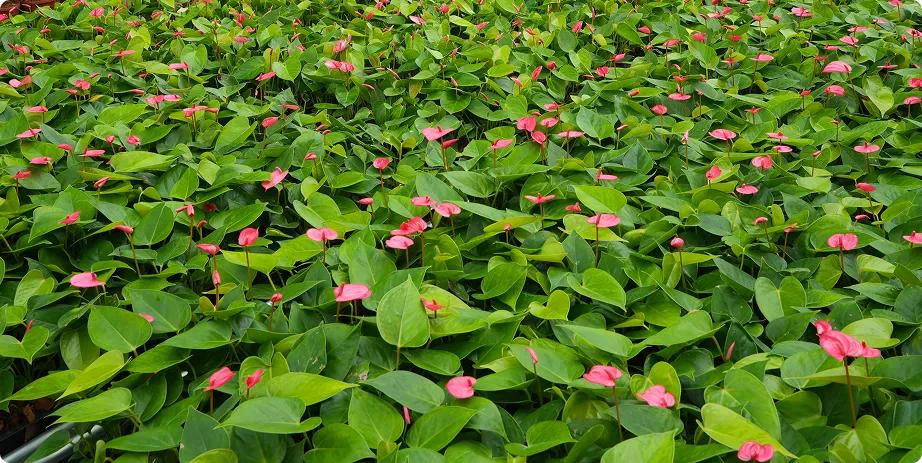 Anthurium - Image 2