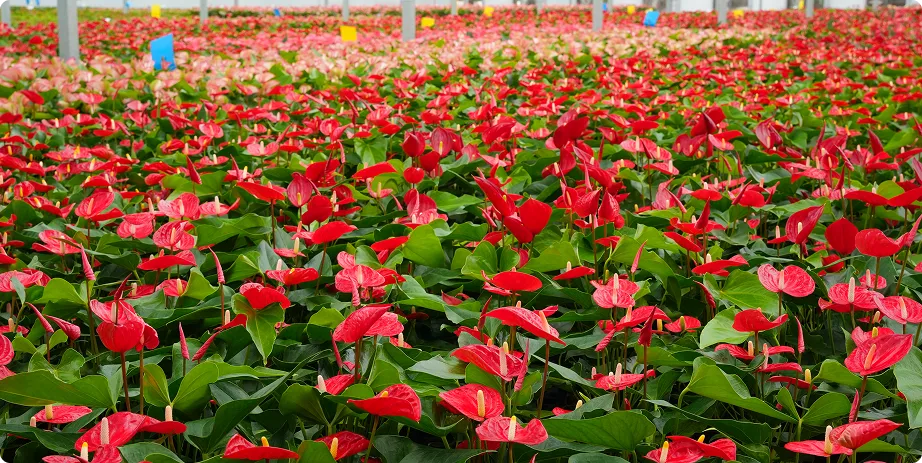 Anthurium - Image 3