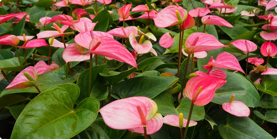 Anthurium - Image 4