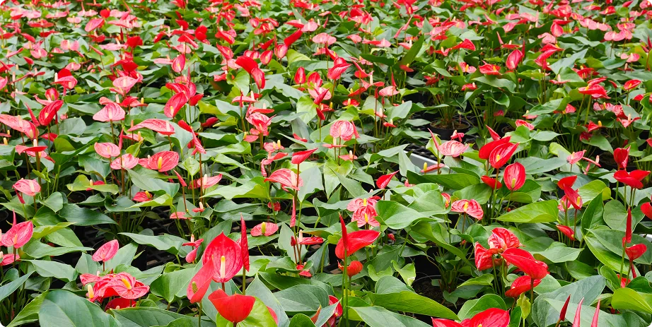 Anthurium - Image 5