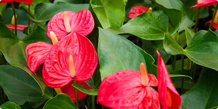 Anthurium - Image 6