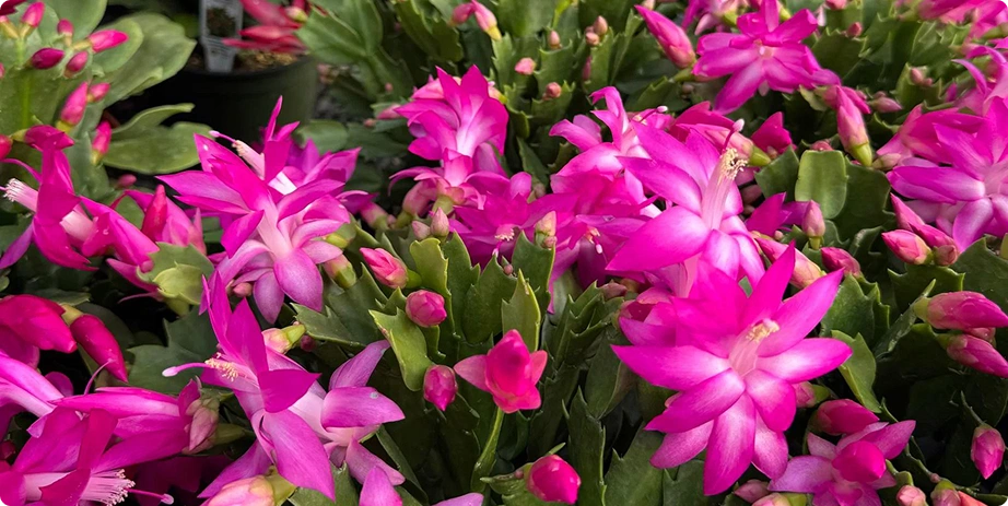 Christmas Cactus - Image 2