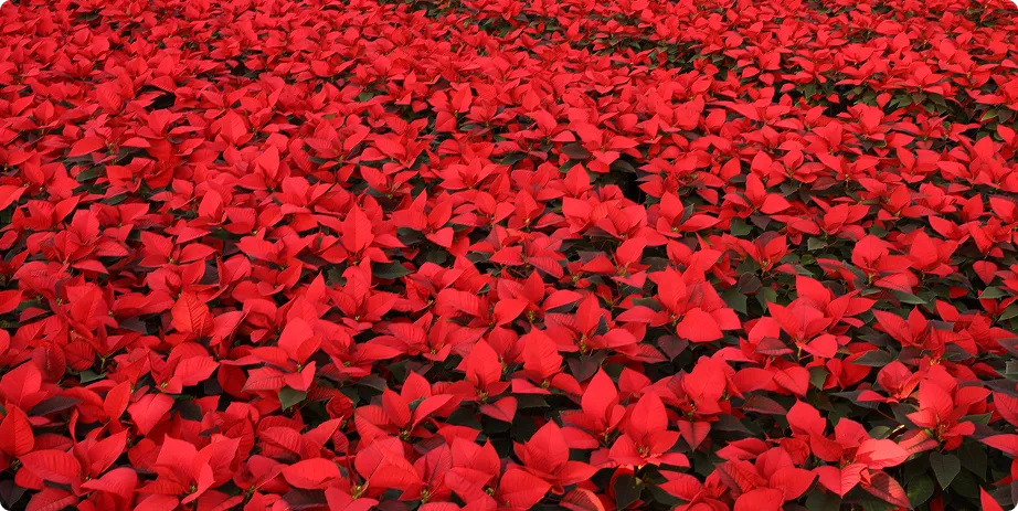 Poinsettia - Image 2