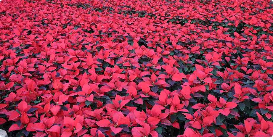 Poinsettia - Image 3