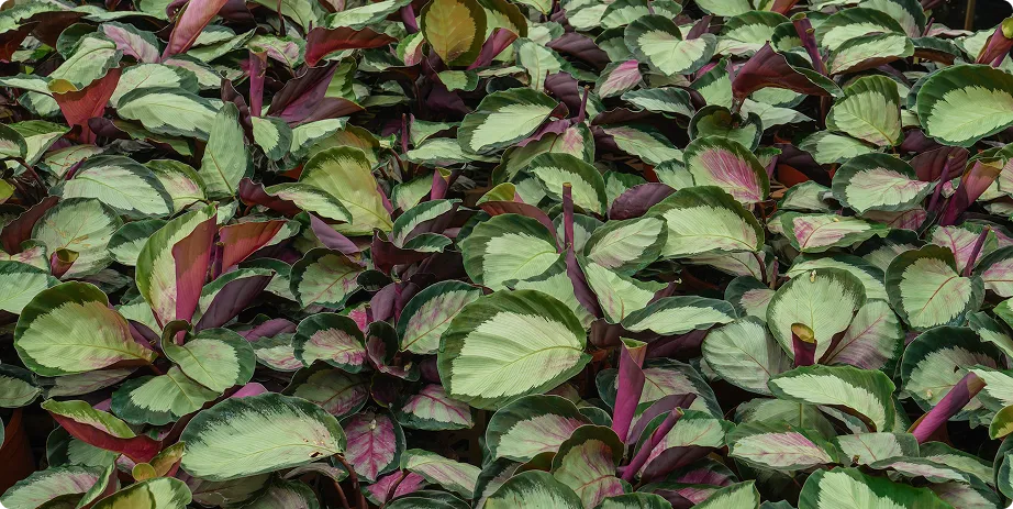 Calathea - Image 4