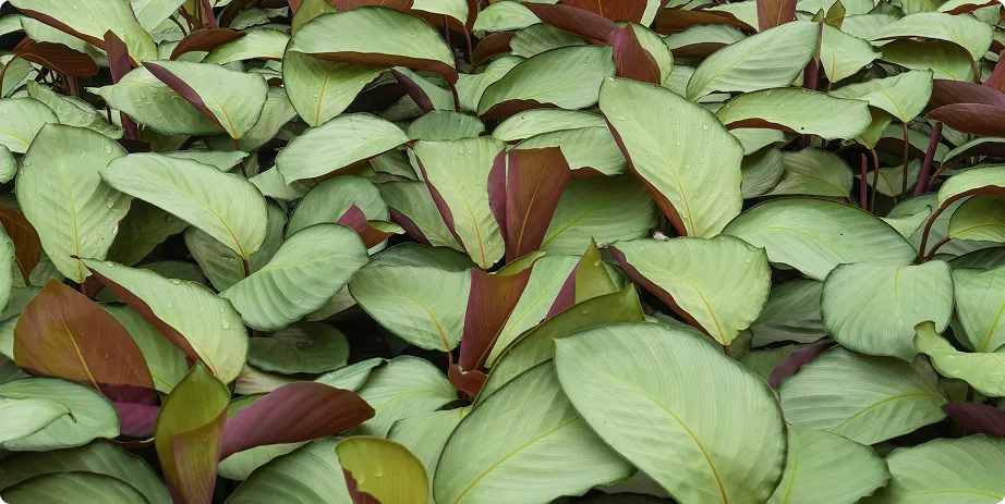 Calathea - Image 3