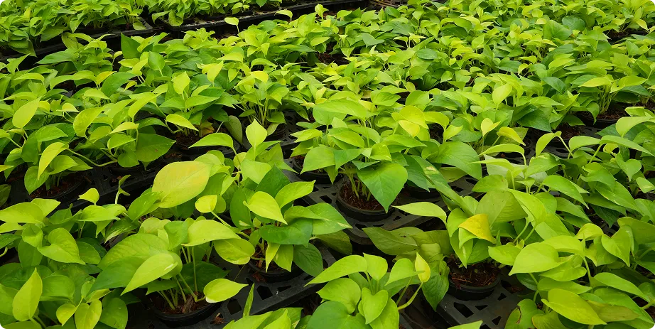 Money Plants - Image 3