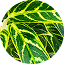 Green Zebra