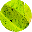 Lemon Mint