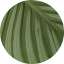 Orbifolia