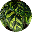 Peacock Plant