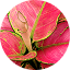 Pink Valentine