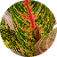 Red Aglaonema
