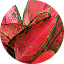 Red Anjamani