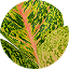 Red Peacock