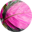 Rosy