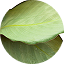 Silver Calathea
