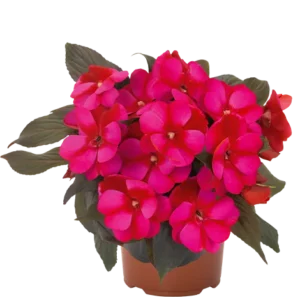 Impatiens