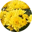 Potchrysant Mount Amaro
