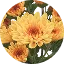 Potchrysant Mount Aubisque Apricot