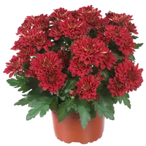 Chrysanthemum