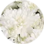 Potchrysant Mount Gerlach