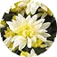 Potchrysant Mount Listou