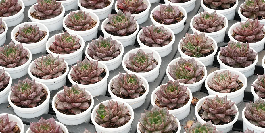 Assorted Varieties of Succulent - Image 2