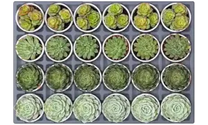 Assorted Varieties of Succulent