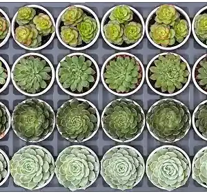 Assorted Varieties of Succulent