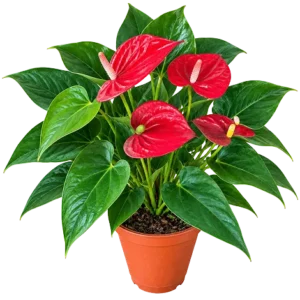 Anthurium