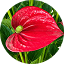 Anthurium-1