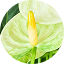 Anthurium-2