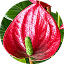 Anthurium-4