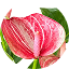Anthurium-5