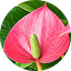 Anthurium-7