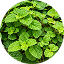 BARELIA REPENS