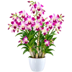 Dendrobium