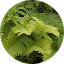 Boston Fern
