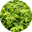 CALLISIA