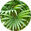 Chinsese Fan Palm