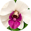 Dendrobium Cream White with Magenta Center
