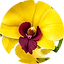 Dendrobium Yellow with Burgundy