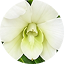 Dendrobium Full White